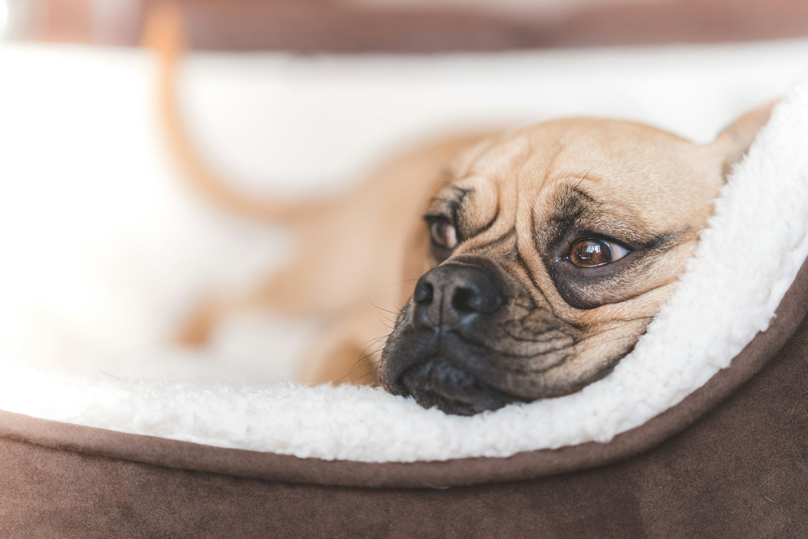Fawn puggle resting its head on the fleece rim of a round brown dog bed